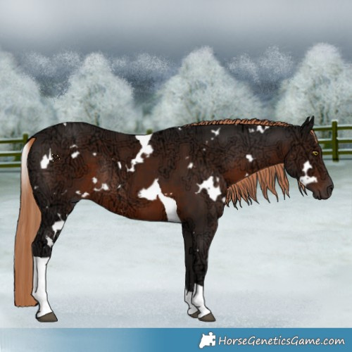 Horse Color:White Spotted Liver Chestnut Ice Tobiano Rabicano 