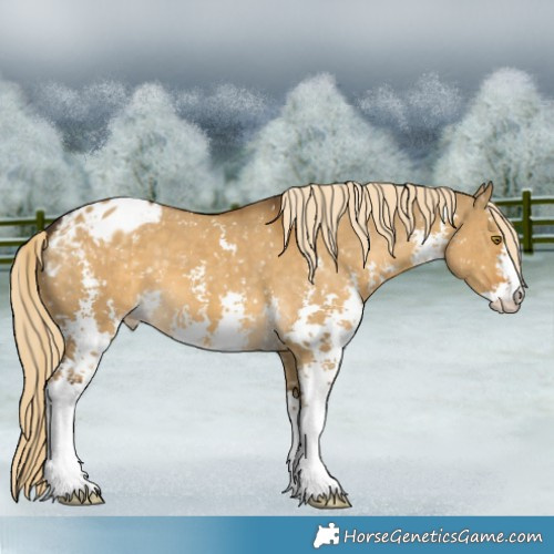Horse Color:Chocolate Palomino Dun Sabino Appaloosa