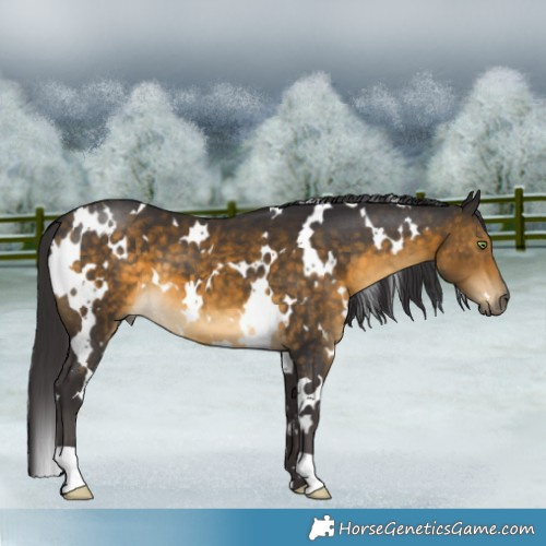Horse Color:White Spotted Buckskin