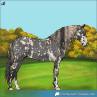 Horse Color:Smoky Creme Dun Appaloosa  and Smoky Blue Roan Appaloosa 
