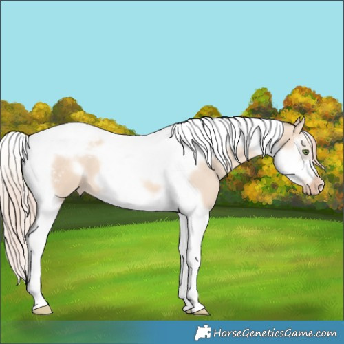Horse Color:Gold Champagne Dun Splash Tobiano Frame Appaloosa