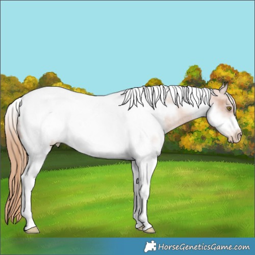 Horse Color:Gold Champagne Sabino Tobiano Frame Appaloosa Rabicano 