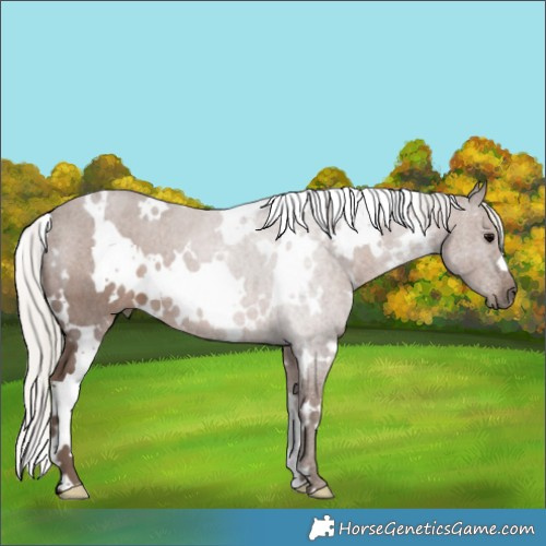 Horse Color:White Spotted Silver Black 