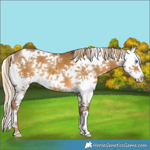 Horse Color:Chocolate Palomino Dun Sabino Splash Brindle 