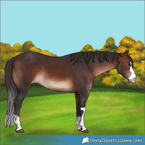 Horse Color:Brown Appaloosa