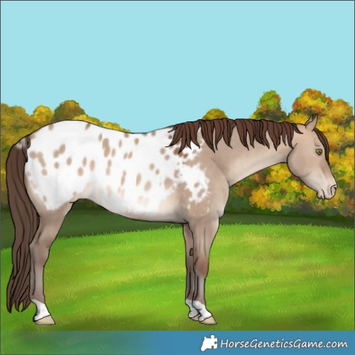 Horse Color:Sable Champagne Dun Appaloosa 