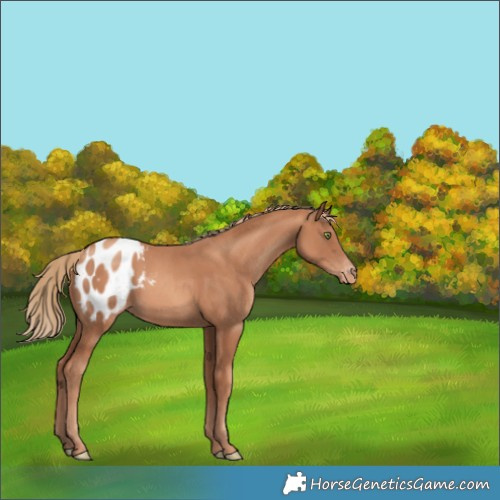 Horse Color:Gold Champagne Appaloosa