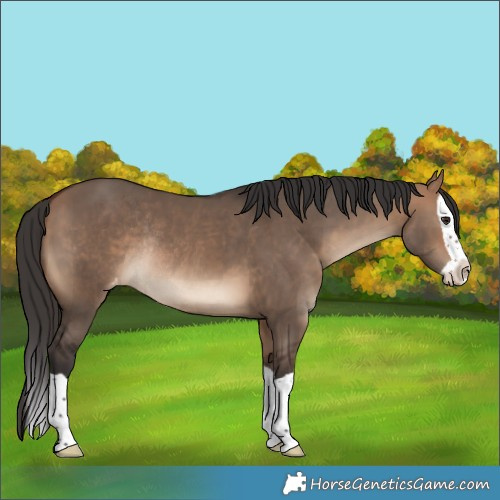 Horse Color:Bay Dun Splash Appaloosa Rabicano 