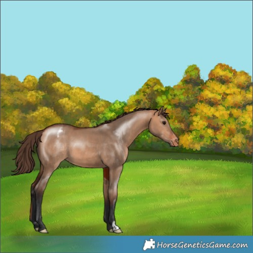Horse Color:Bay Dun Appaloosa