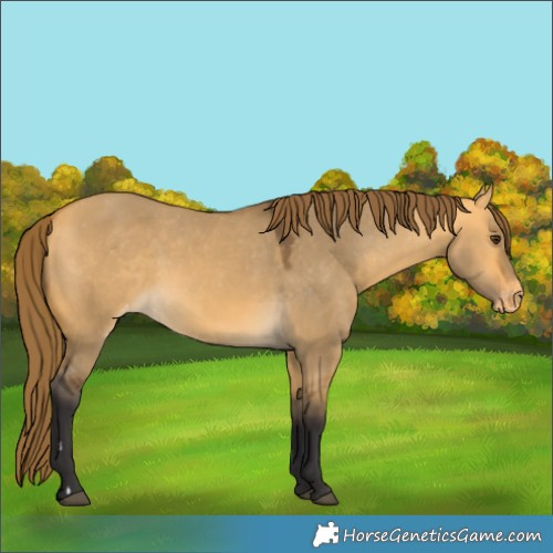 Horse Color:Buckskin Dun Appaloosa