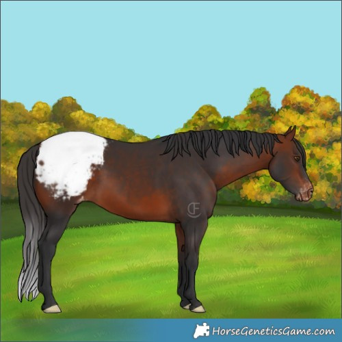 Horse Color:Bay Mushroom Appaloosa