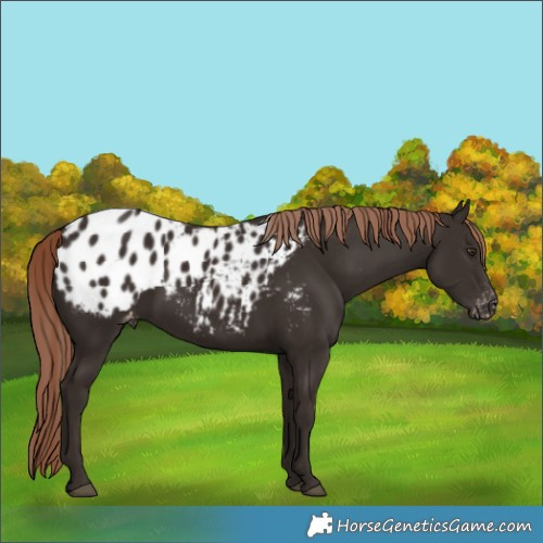 Horse Color:Liver Chestnut Appaloosa 