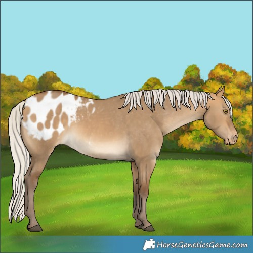 Horse Color:Silver Buckskin Dun Appaloosa 