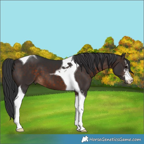 Horse Color:Brown Sabino Tobiano