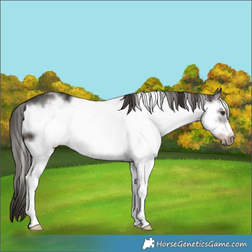 Horse Color:White Spotted Liver Chestnut Sabino Frame 