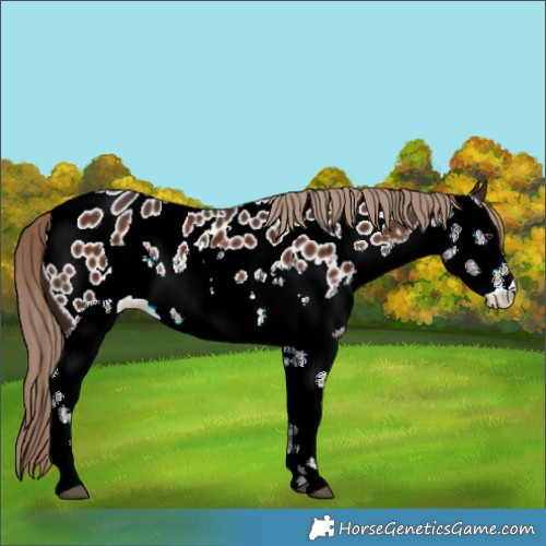 Horse Color:Liver Chestnut Sabino Appaloosa Rabicano