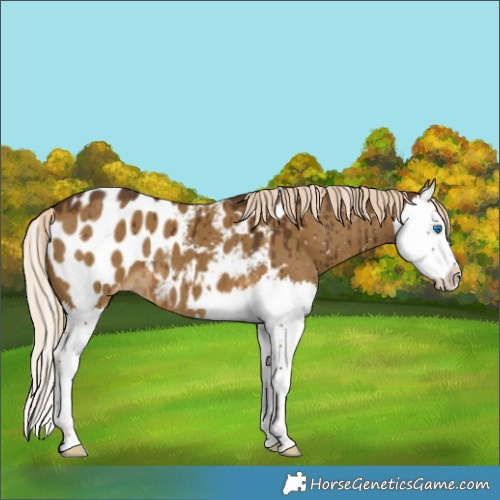 Horse Color:Chocolate Palomino Dun Splash Appaloosa Brindle