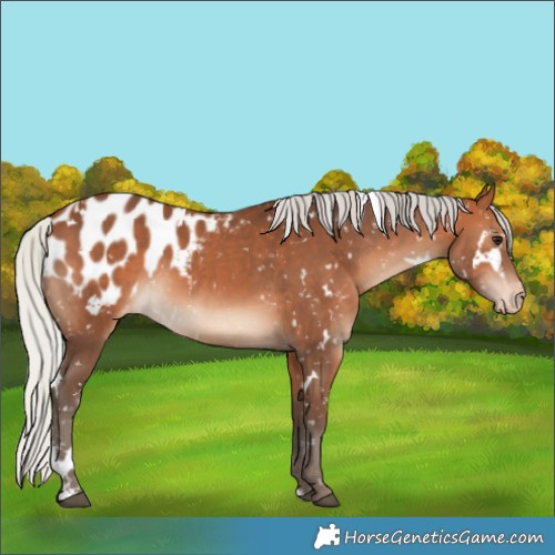 Horse Color:White Spotted Silver Bay Sabino Appaloosa 