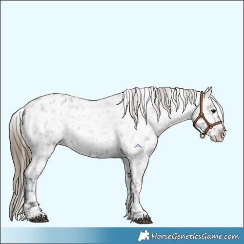 Horse Color:Smoky Grullo Roan Appaloosa  and Smoky Grullo Roan Appaloosa 