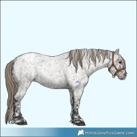 Horse Color:Smoky Grullo Roan Appaloosa  and Smoky Grullo Roan Appaloosa 