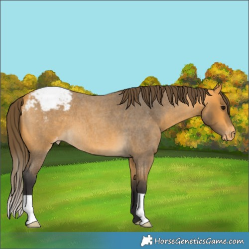 Horse Color:Buckskin Roan Appaloosa 
