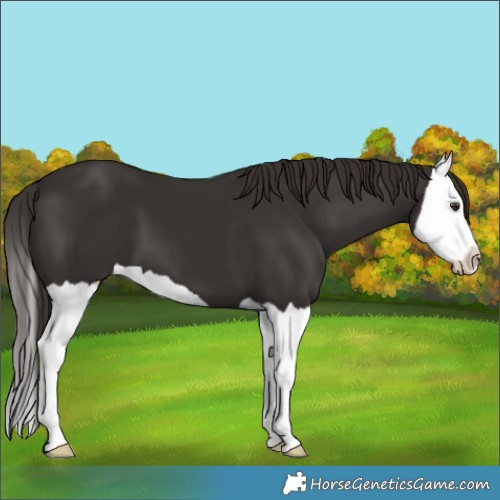 Horse Color:Liver Chestnut Splash 