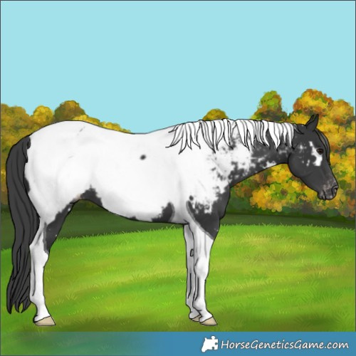 Horse Color:White Spotted Black Tobiano Appaloosa