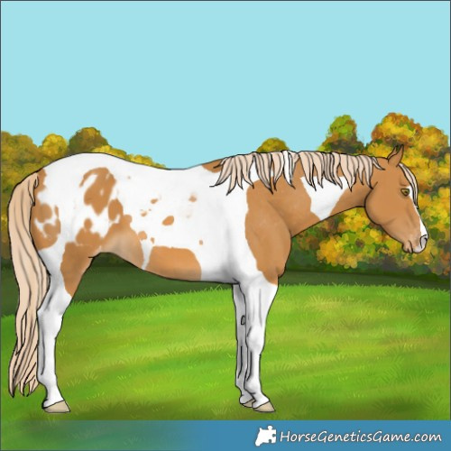 Horse Color:Palomino Tobiano Appaloosa 