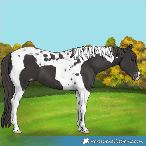 Horse Color:Smoky Black Tobiano Varnish