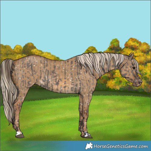 Horse Color:Smoky Grullo Appaloosa  and Chocolate Palomino Dun Appaloosa 