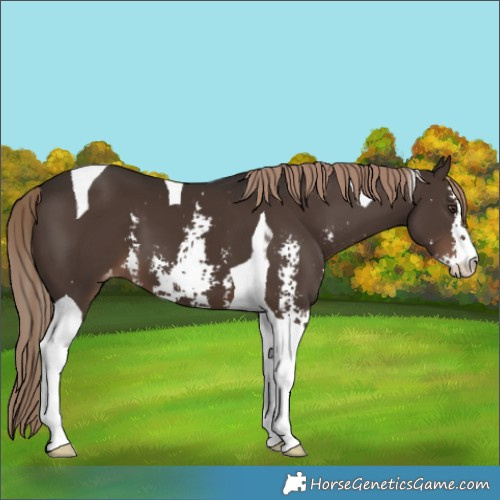 Horse Color:Liver Chestnut Sabino Tobiano Appaloosa 
