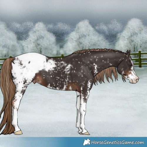 Horse Color:Liver Chestnut Sabino Appaloosa 