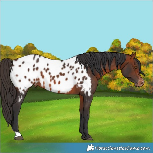 Horse Color:Bay Appaloosa 