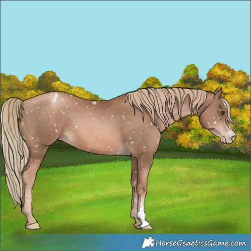 Horse Color:Liver Chestnut Pearl Appaloosa