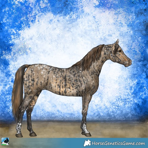 Horse Color:Black Appaloosa and Buckskin Dun Appaloosa