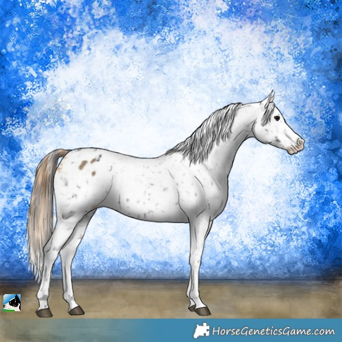 Horse Color:Black Appaloosa  and Buckskin Dun Appaloosa 