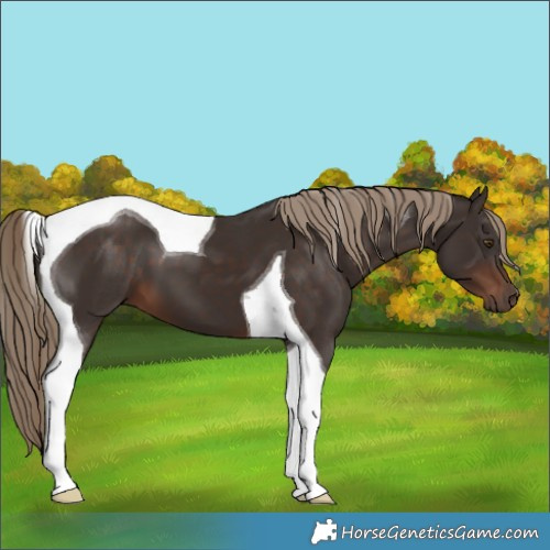 Horse Color:Liver Chestnut Tobiano 
