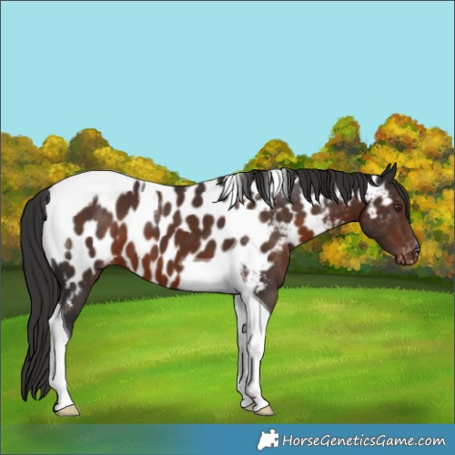 Horse Color:Liver Chestnut Tobiano Appaloosa 