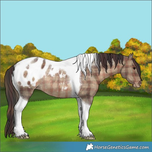 Horse Color:Plaid Brown Dun Tobiano Appaloosa Rabicano
