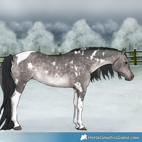 Horse Color:Platinum White Spotted Brown Dun Tobiano 