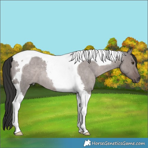 Horse Color:Platinum Liver Red Dun Roan Tobiano 