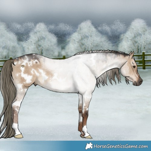 Horse Color:Gray White Spotted Liver Red Dun Mushroom Rabicano