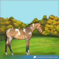 Horse Color:White Spotted Buckskin 