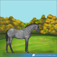 Horse Color:Blue Roan 