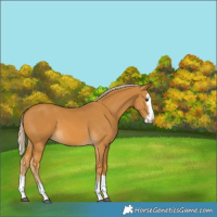 Horse Color:Palomino Splash 