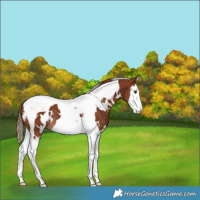 Horse Color:White Spotted Chestnut Splash Tobiano 