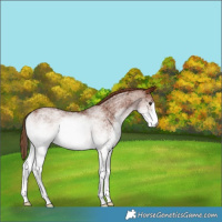 Horse Color:White Spotted Chestnut Rabicano 