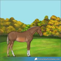 Horse Color:Chocolate Palomino Tobiano 