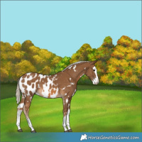 Horse Color:White Spotted Chocolate Palomino Splash Appaloosa 