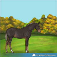 Horse Color:Liver Chestnut Sabino Rabicano 